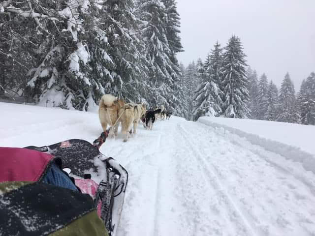 Chiens de traîneaux au col de Cuvéry